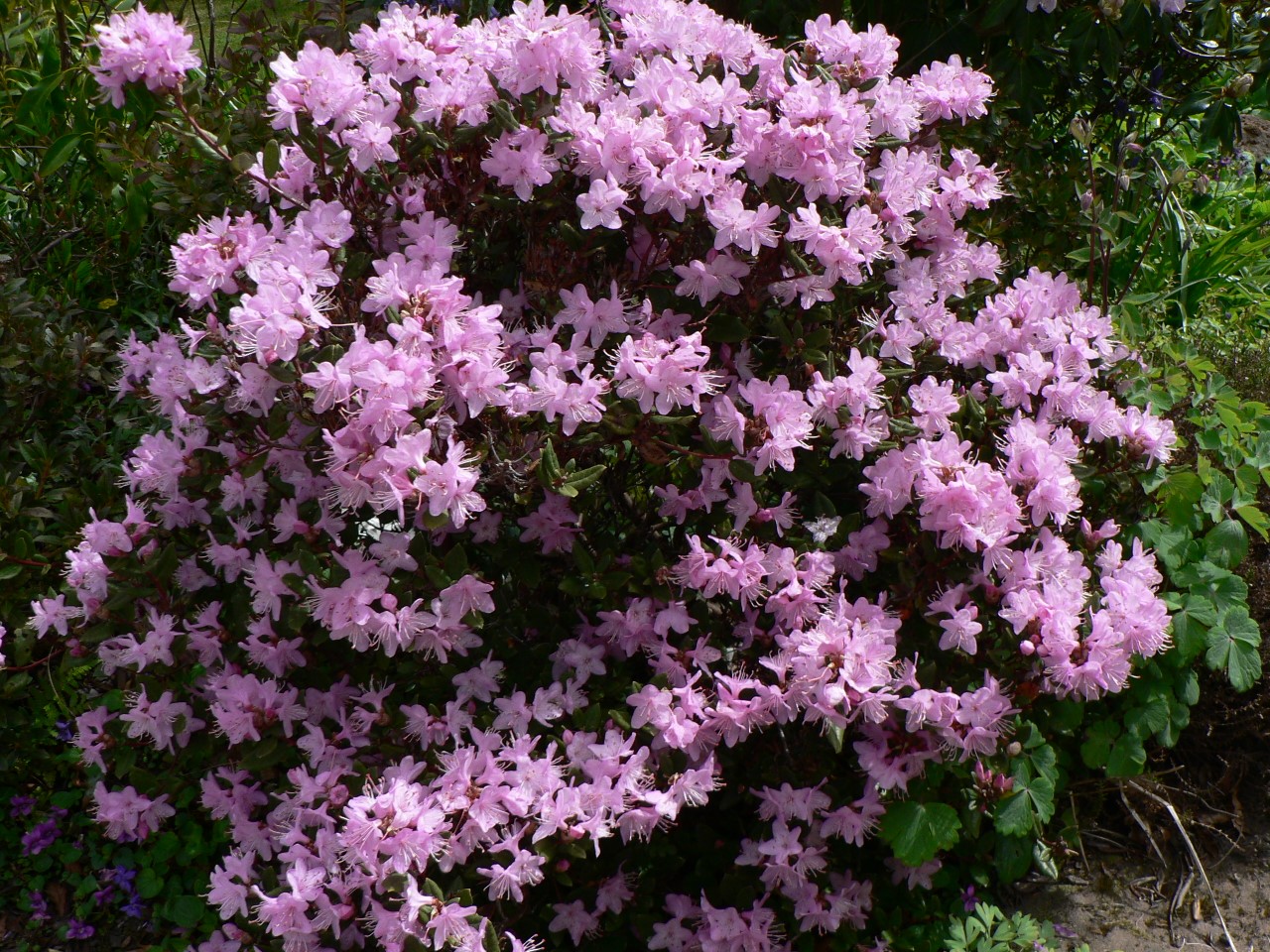 R. fuyuanense